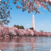 Sakura Season - A Sight to Behold